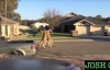 İki Kangurunun Sokak Ortasında Dövüşü