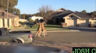 İki Kangurunun Sokak Ortasında Dövüşü