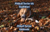 Pitbull Terrier Irk Özellikleri