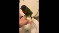 Klozete Tuvaletini Yapan Akıl Küpü Papağanlar 