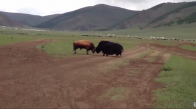 Tibet Sığırıyla Boğanın Amansız Müsabakası
