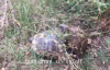 Kaplumbağaları Uygunsuz Şekilde Basan Adam