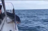 Bir Balıkçı Teknesine Sıkışan Köpek Balığı!