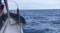 Bir Balıkçı Teknesine Sıkışan Köpek Balığı!