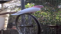 Bisiklet Tekerleğinde Dönen Papağan