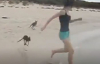 Sevimli Kangurular Kumsalda Oyun Oynuyor