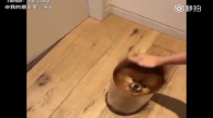 Normalde Küçük Ama Tüyleri Yüzünden Büyük Gözüken Köpek