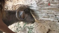 Yangında yavrularını kaybeden anne keçi, adeta hayata küstü 