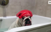 Banyo Yaparken Aşırı Mutlu Olan Köpek