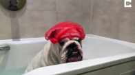 Banyo Yaparken Aşırı Mutlu Olan Köpek