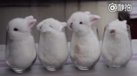 Bardağın İçine Yerleştirilen Sevimli Tavşancıklar