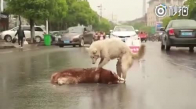 Araba Çarpan Arkadaşını Yolun Ortasında Uyandırmaya Çalışan Köpeğin İç Burkan Görüntüsü