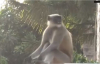 Mahallenin Çetesi Haline Gelen Maymunlar - Hindistan