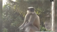 Mahallenin Çetesi Haline Gelen Maymunlar - Hindistan