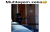 Muhteşem Zeka