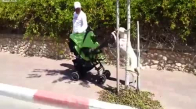 Bebek Arabasıyla Bebek Gezdiren Köpek