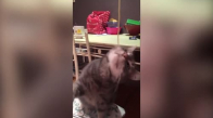 Sevimli Kedinin Spagetti İle İmtihanı