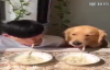 Sahibinin Yemeğinden Yiyen Köpek