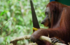 Testere Bulan Orangutan - Zeka İçerir