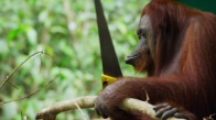 Testere Bulan Orangutan - Zeka İçerir