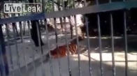 Hayvanat Bahçesinde Kolunu Kaplana Kaptıran Dikkatsiz Ziyaretçi