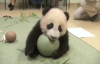 Topla Oynayan Panda