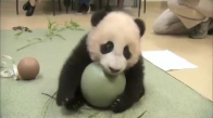 Topla Oynayan Panda