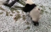 Karla Tanışan Pandanın Mutlu Anları