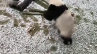 Karla Tanışan Pandanın Mutlu Anları