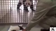 Anne Pandanın Yavrusuna Kavusma Anı