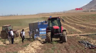 Bitlis'te kuru fasulye hasadı başladı! 40 bin ton ürün bekleniyor