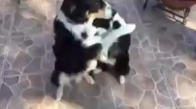 Köpeklerin Birbirine Sarılması