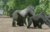Lider Duruşu Sergileyen Goril