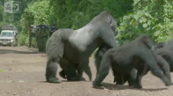 Lider Duruşu Sergileyen Goril
