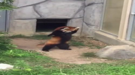 Gördüğü Kaya Karşısında Akıl Tutulması Yaşayan Kırmızı Panda Minnoşluğu 