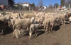 Yalova’nın kadın çobanı 170 hayvanlık sürüye bakıyor 