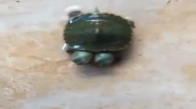 Çift Başlı Kaplumbağa