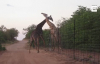 Zürafaların Çit Üzerinden Kavga Etmeye Çalışması