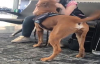 Panik Atak Durumlarında İnsan Dostuna Yardımcı Olması İçin Eğitilen Köpek