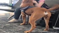 Panik Atak Durumlarında İnsan Dostuna Yardımcı Olması İçin Eğitilen Köpek