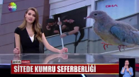 Sitede kumru seferberliği