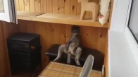 Köy Ağası Gibi Oturan Kedi