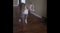 Kediyle Karşılaşan Endişeli Pitbull