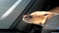 Sevimli Köpeğin Komik Araba Yolculuğu