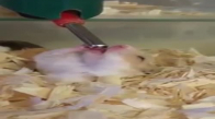 Hamster'a Su İçirmek