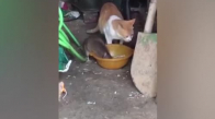 Yemeğini Çalan Fareye Dokunmayan İlginç Kedi