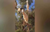 Ağaçta Bulunan Keçiler Şaşkınlıkla Karşılandı