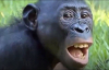 Bonobo ve Şempanzelerin Farkı