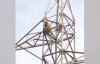 Elektrik Direğine Çıkan Maymun 25 Metreden Aşağıya Atladı
