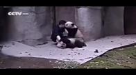 İlaç Almak İstemeyen Pandaların Bakıcılarına Çektirdikleri